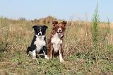BORDER COLLIE 272